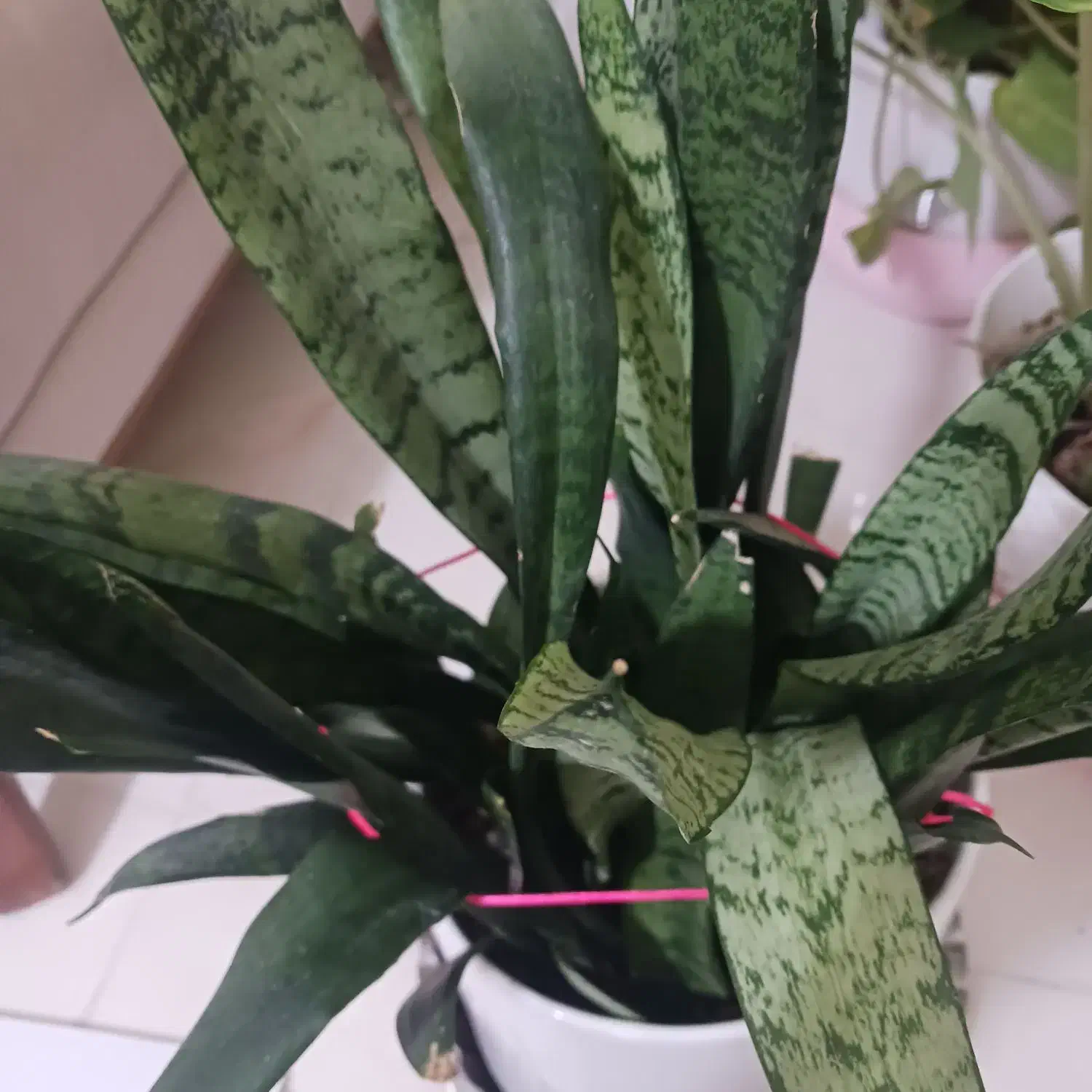 گل آپارتمانی|گل و گیاه طبیعی|پرند, فاز ۶|دیوار