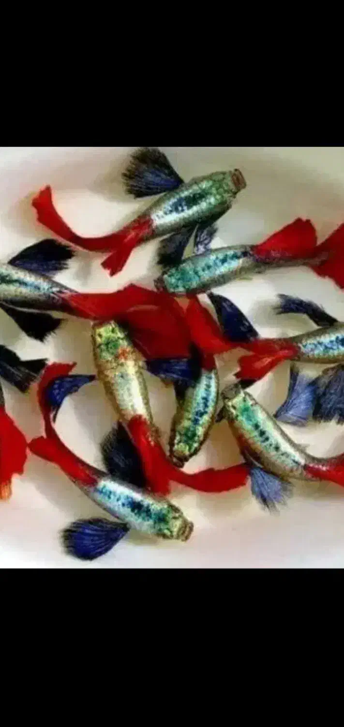 ماهی گوپی|ماهی|بجنورد, |دیوار