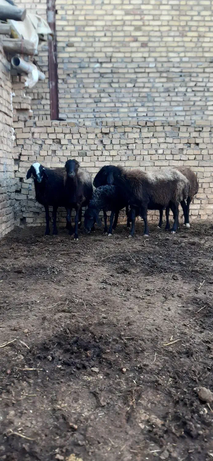 میش آبستن وبره ماده|حیوانات مزرعه|ساوه, |دیوار