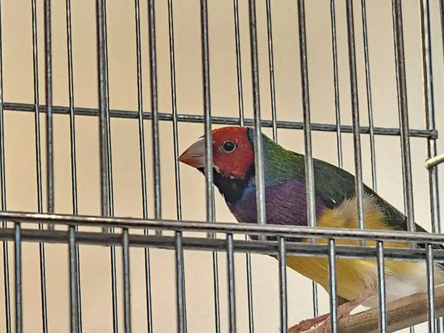 فنچ گلدین نرو و ماده|پرنده|تهران, دروازه شمیران|دیوار