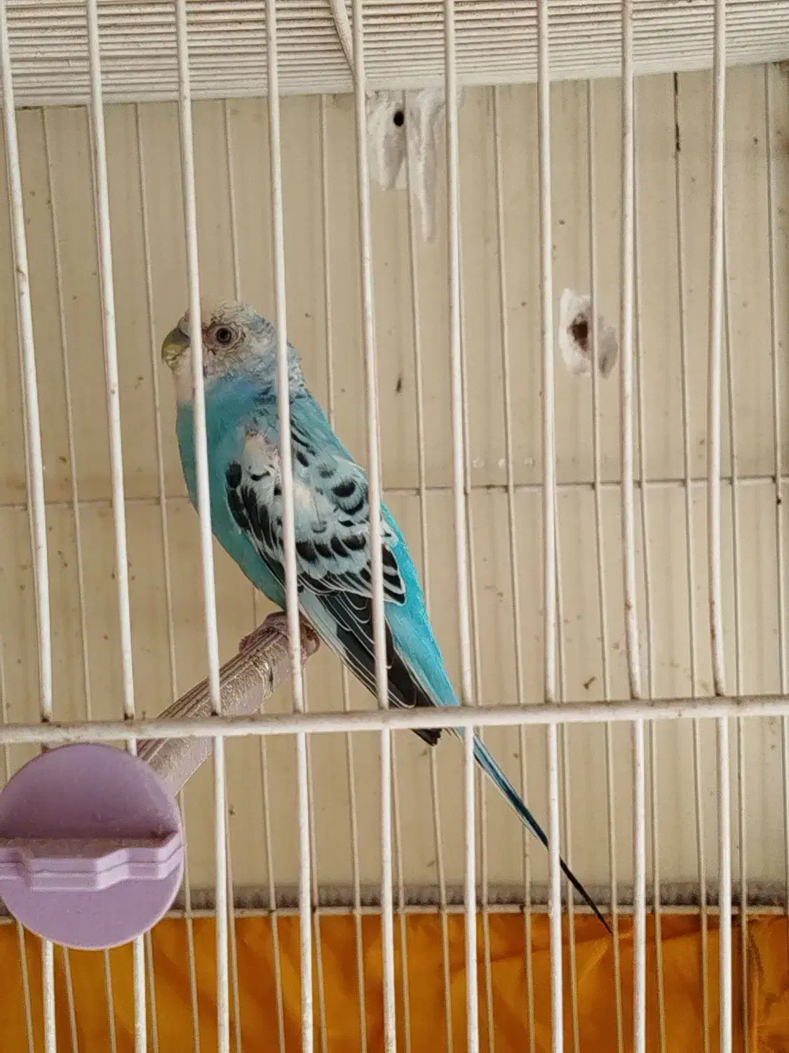 مرغ عشق ماده مولد|پرنده|کرمان, |دیوار