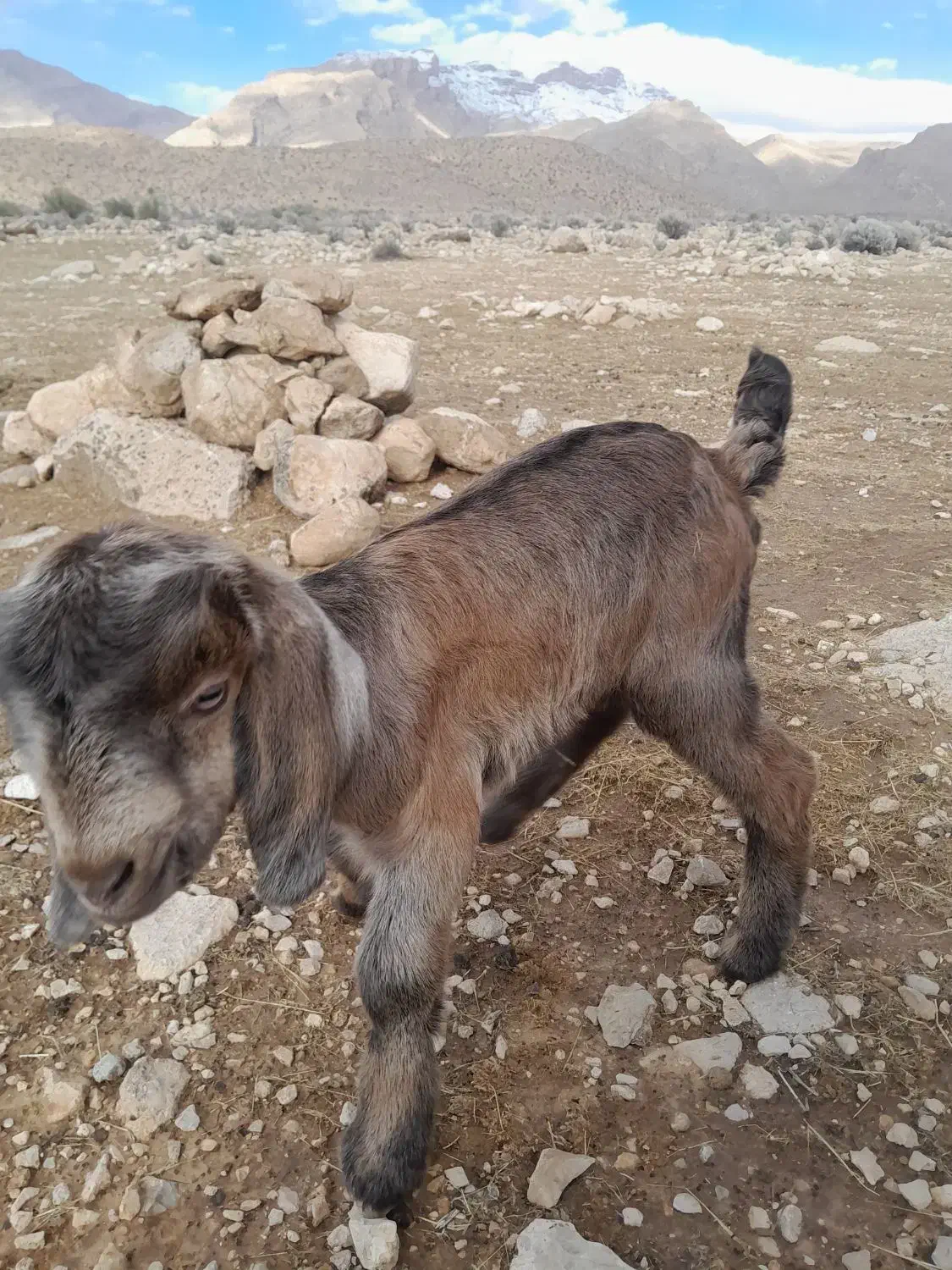(کهره شیری)ماده|حیوانات مزرعه|خفر, |دیوار