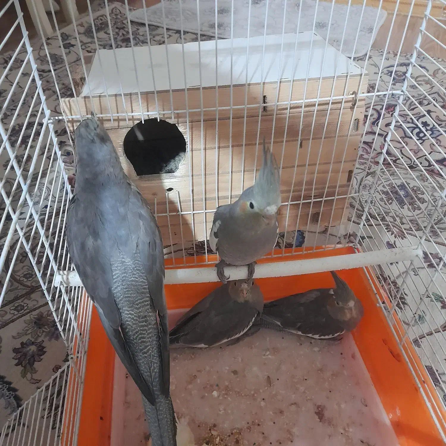 عروس هلندی|پرنده|بوئین زهرا, |دیوار