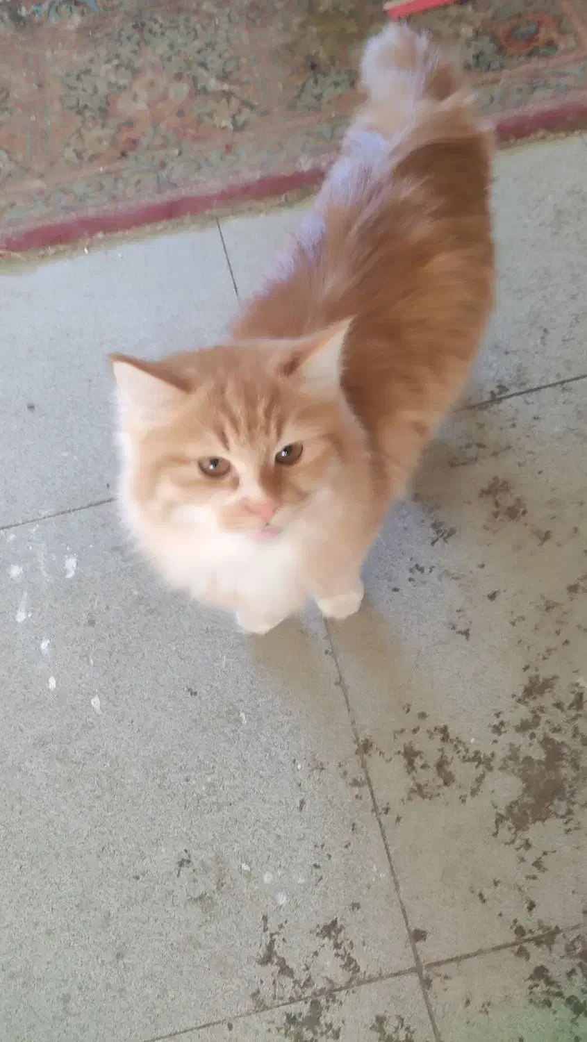 واگذاری گربه پرشین ودی اس اچ|گربه|کرمان, |دیوار