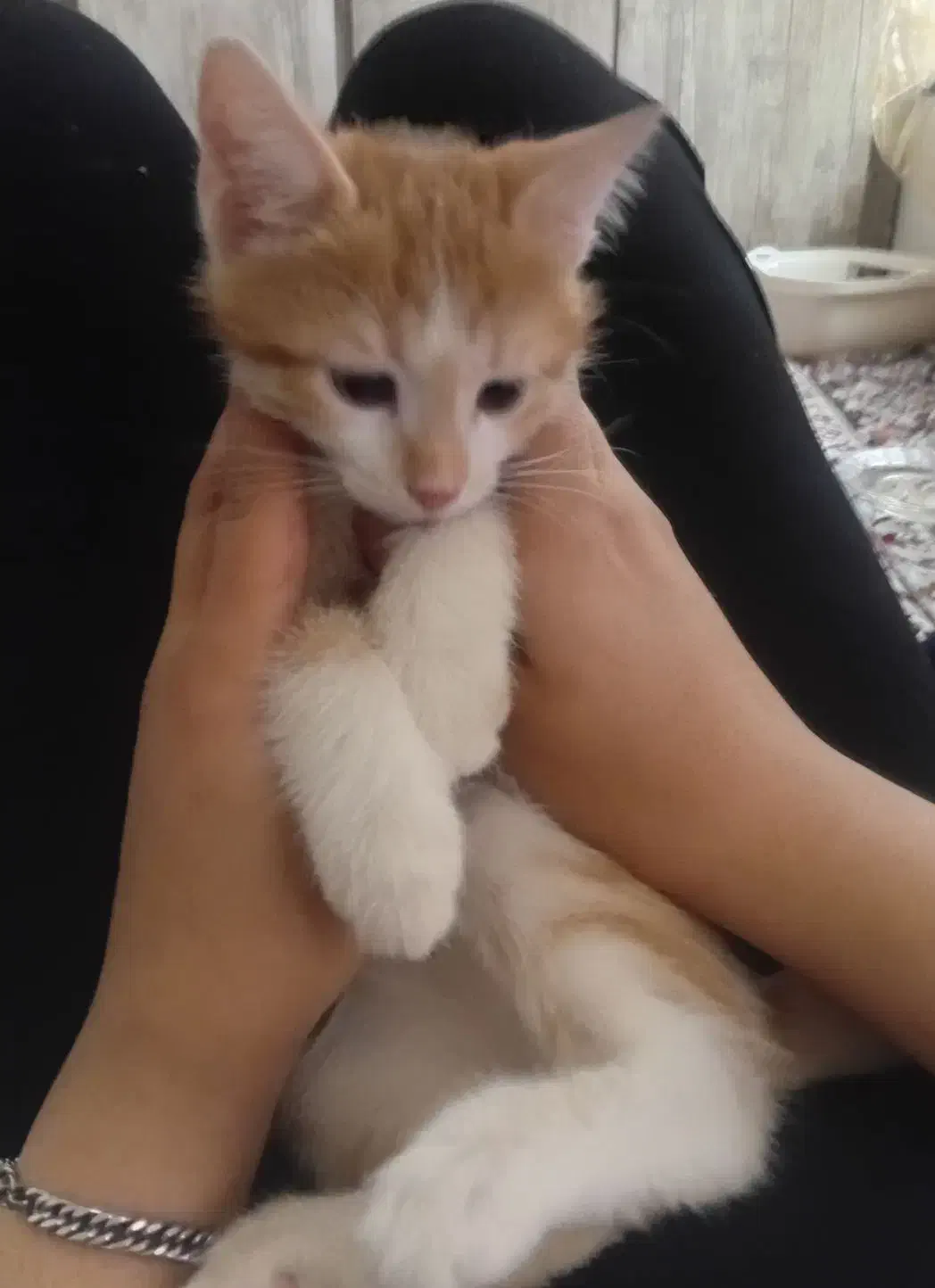 گربه نر ۳ ماهه|گربه|سنقر, |دیوار