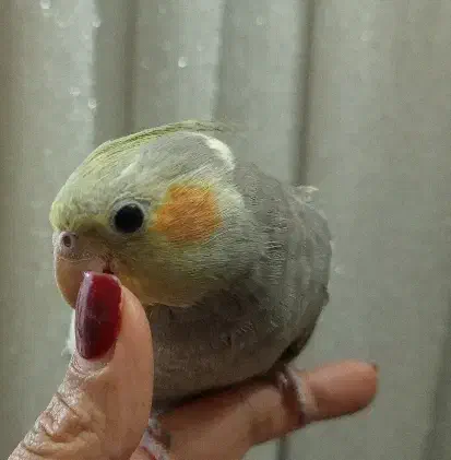 عروس هلندی سختگو|پرنده|تهران, شهرک شهید باقری|دیوار