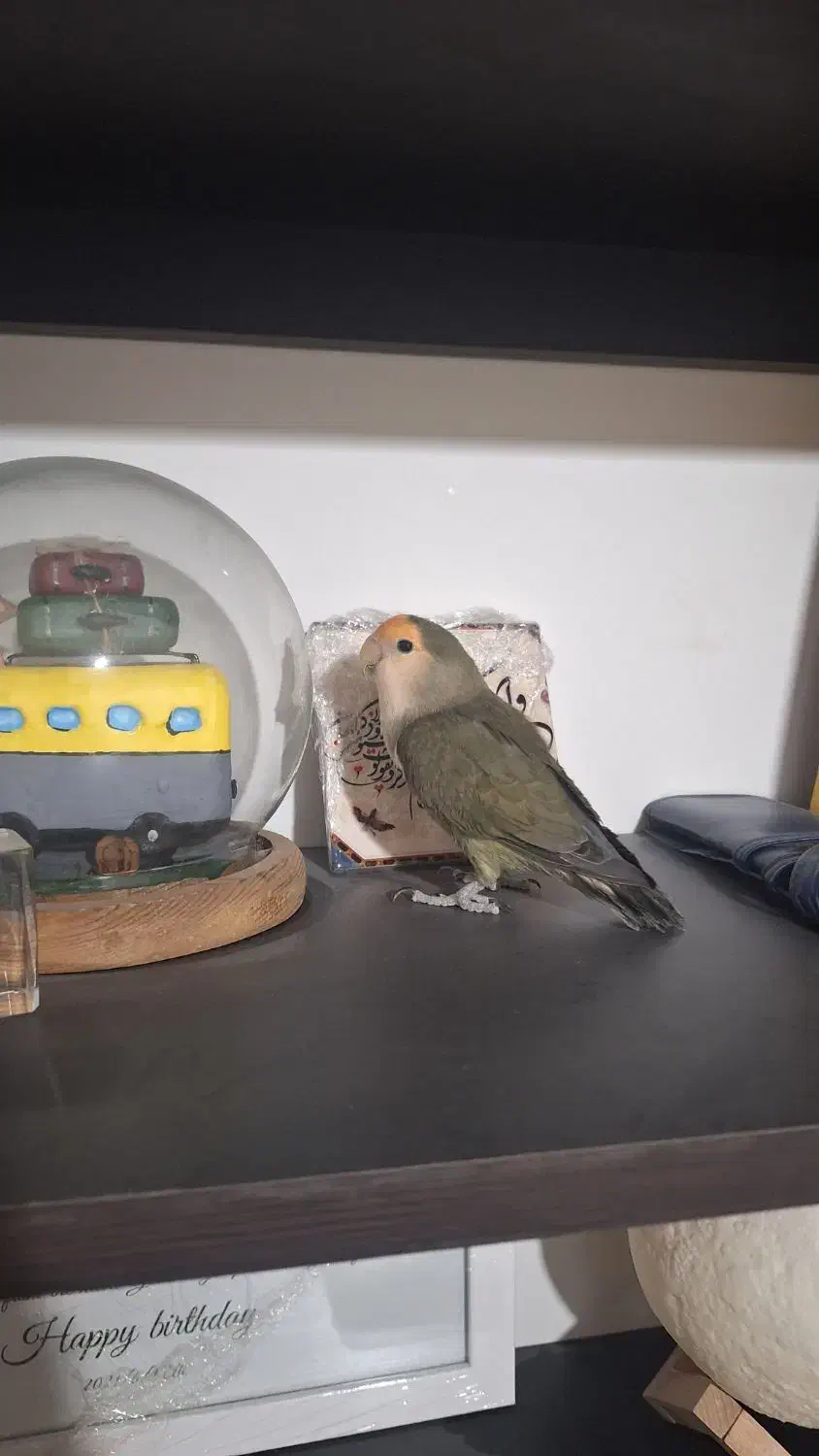 طوطی برزیلی نر|پرنده|بجنورد, |دیوار