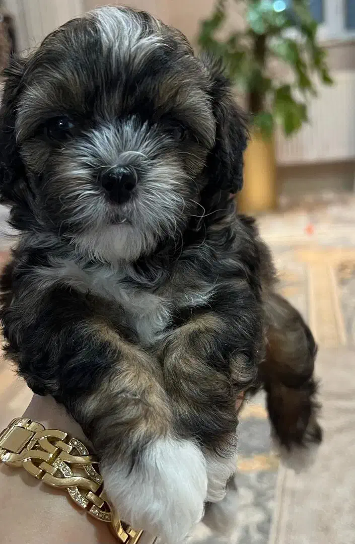 شیتزواصل صورت فلت نروماده|سگ|اردبیل, |دیوار