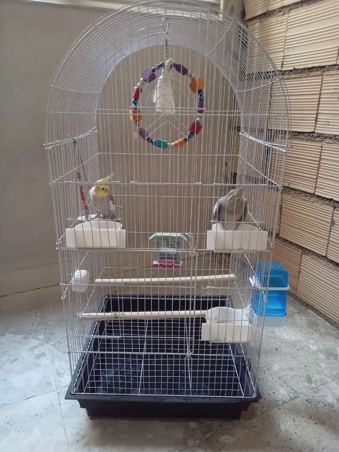 یک جفت عروس هلندی نر و ماده|پرنده|تهران, نازیآباد|دیوار