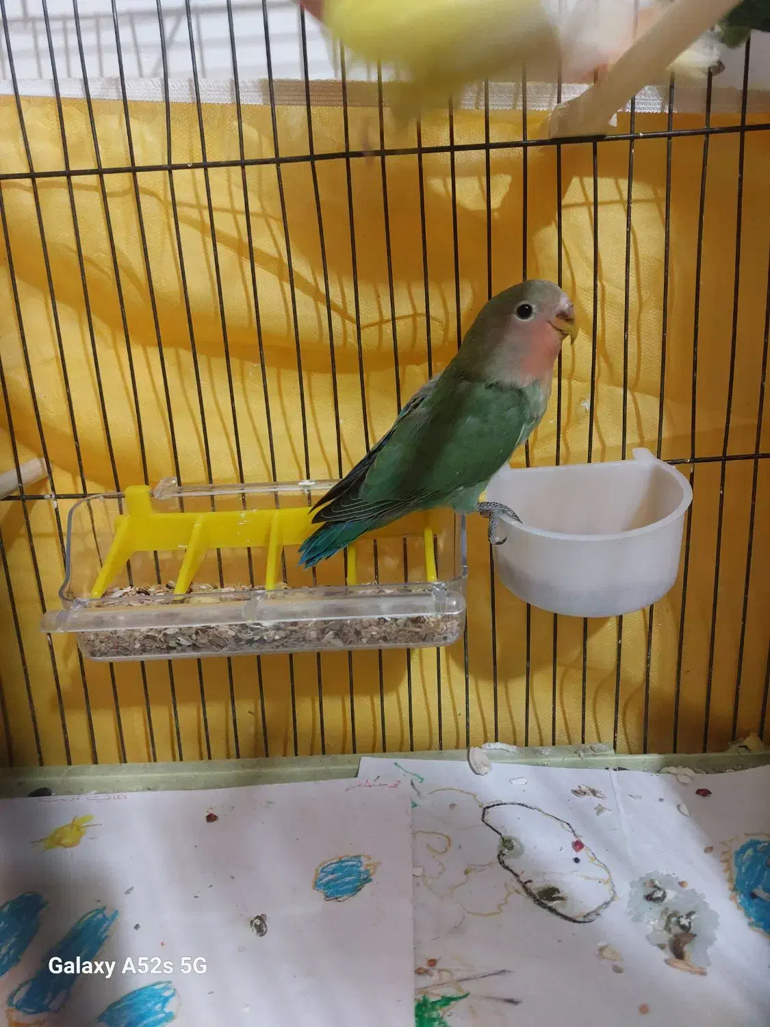 جفت طوطی کوتوله برزیلی مولد|پرنده|قم, علی آباد سعدگان|دیوار