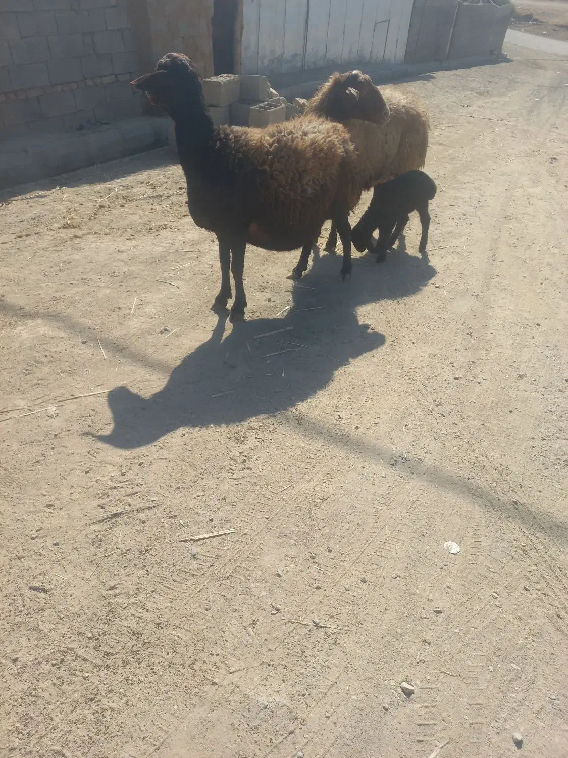 دومیش درجه یک|حیوانات مزرعه|کوهدشت, |دیوار