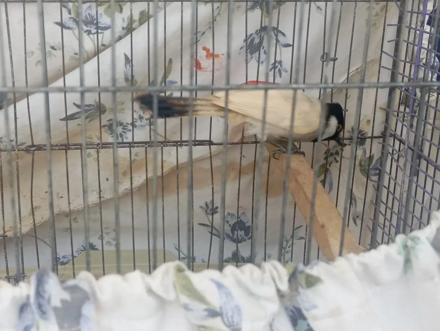 قفس پرون همراه پرنده|پرنده|اهواز, کوی کربن|دیوار