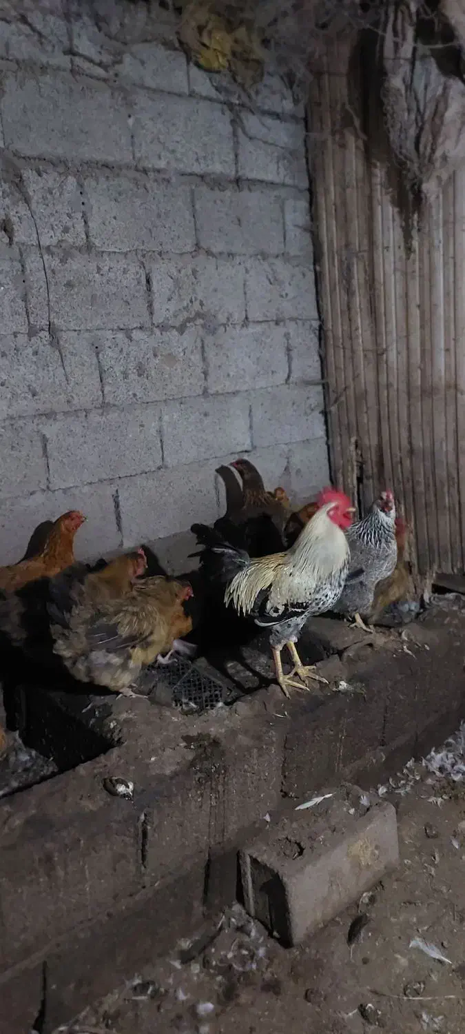 مرغ محلی تخم گذار|حیوانات مزرعه|رودبنه, |دیوار