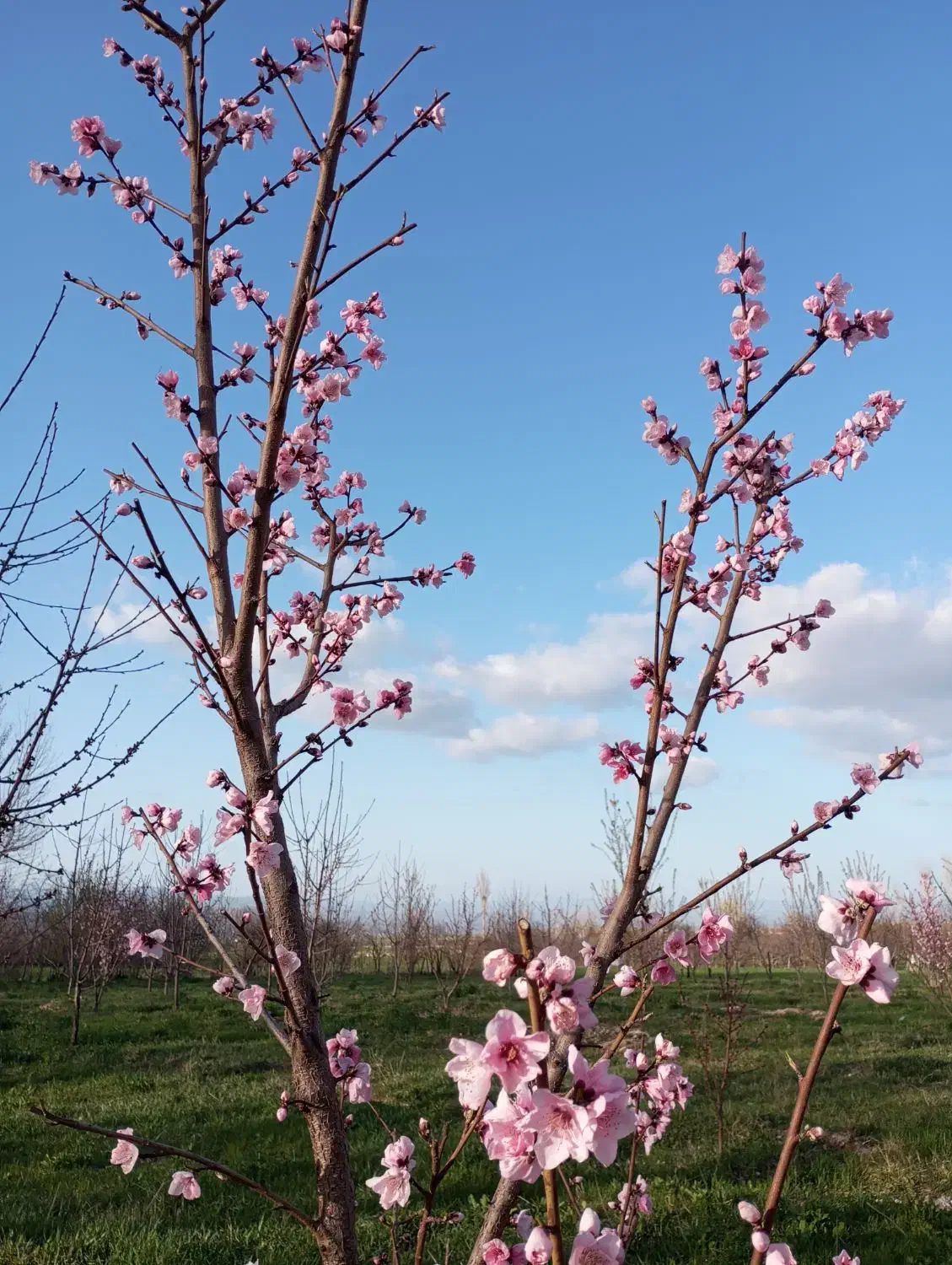 باغ|فروش زمین و ملک کلنگی|مشگین شهر, |دیوار