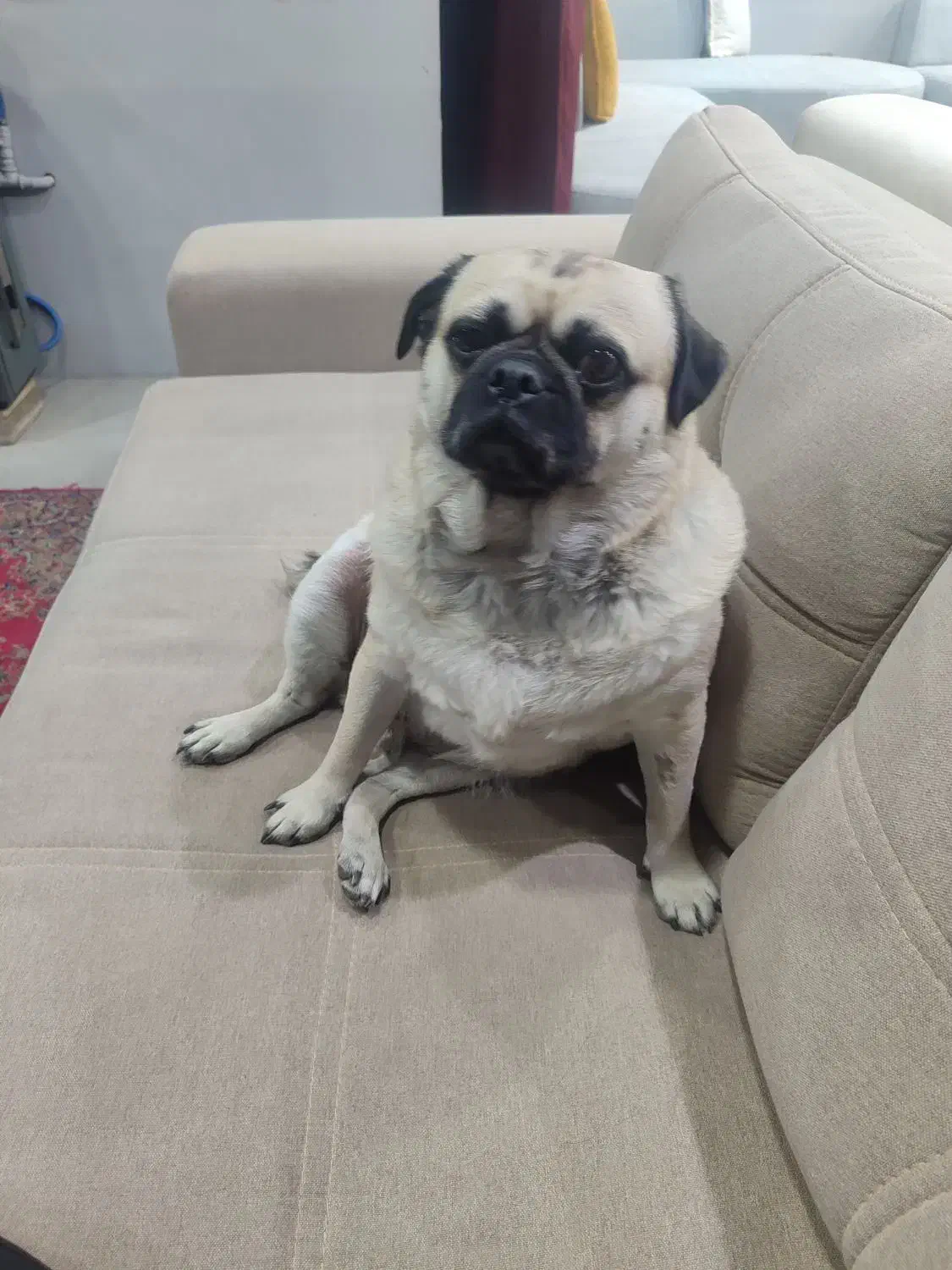 واگذاری سگ پاگ|سگ|گلستان (تهران), |دیوار