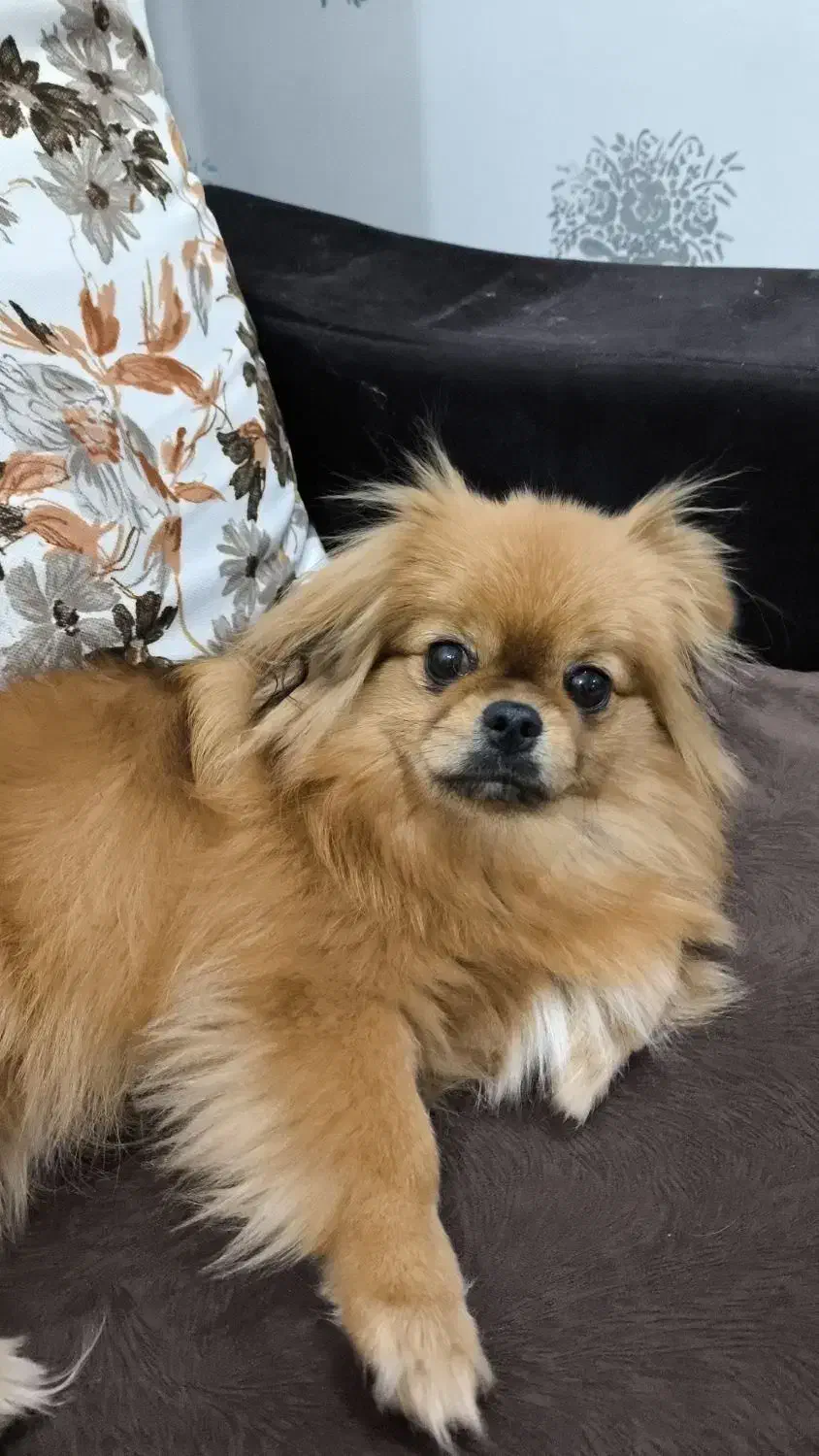 پامریین یک سال و نیم جنس نر عقیم شده|سگ|اهواز, کوی مهدیس|دیوار