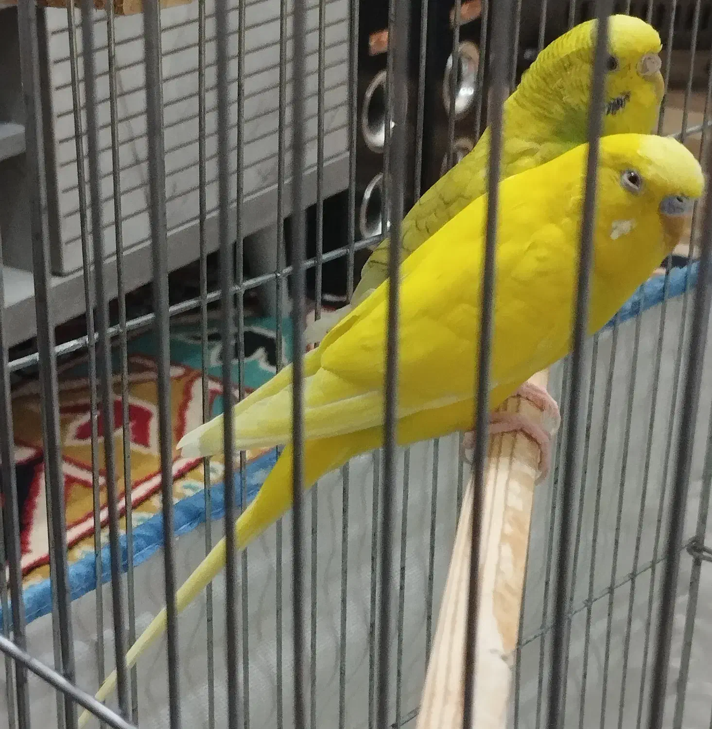 با سلام فروش یه جفت مرغ عشق بعلت کمبود جا|پرنده|شیراز, قلعه شاهزاده بیگم|دیوار