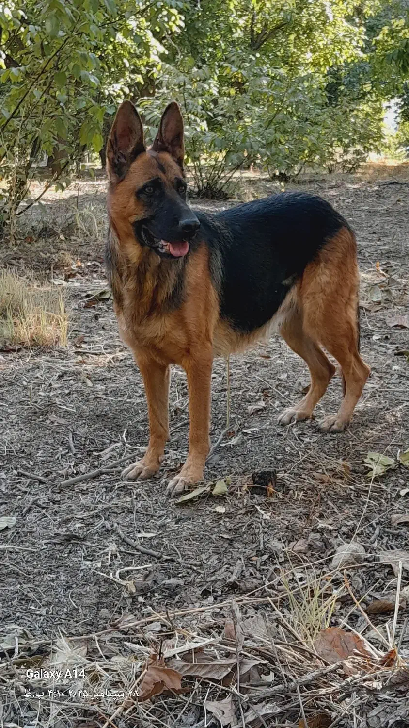 سگ ژرمن شپرت ماده|سگ|کنگاور, |دیوار