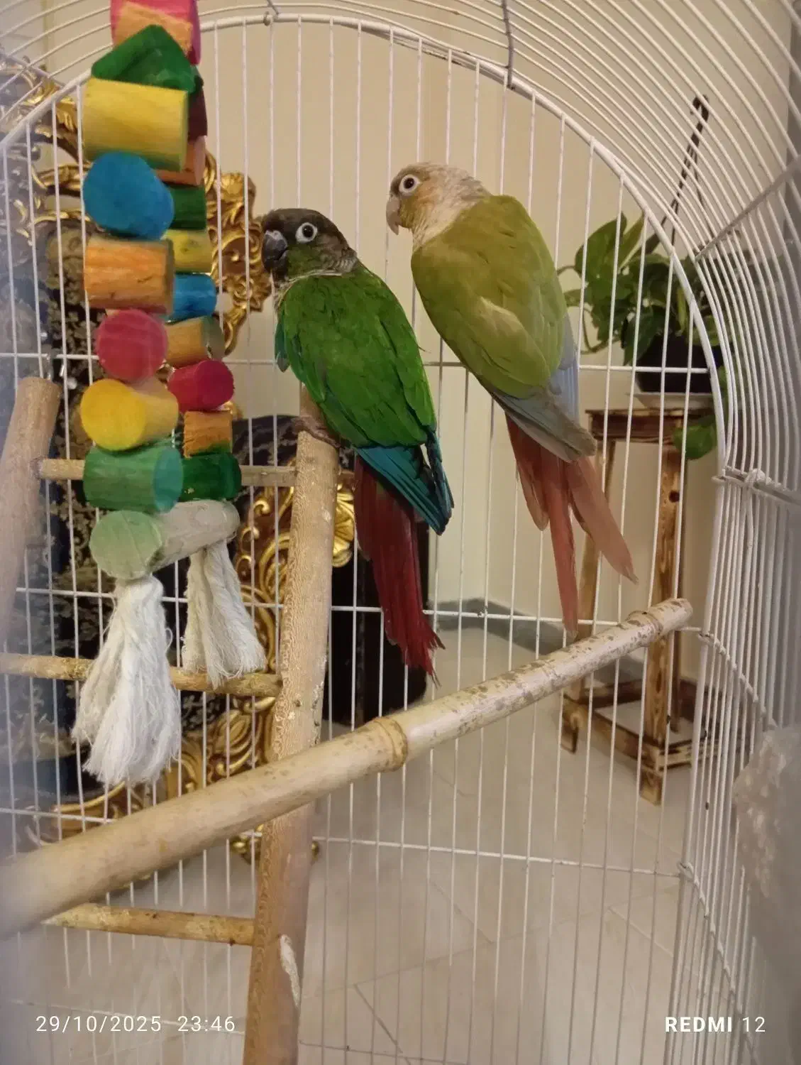 گرینچیک|پرنده|پرند, فاز ۰|دیوار