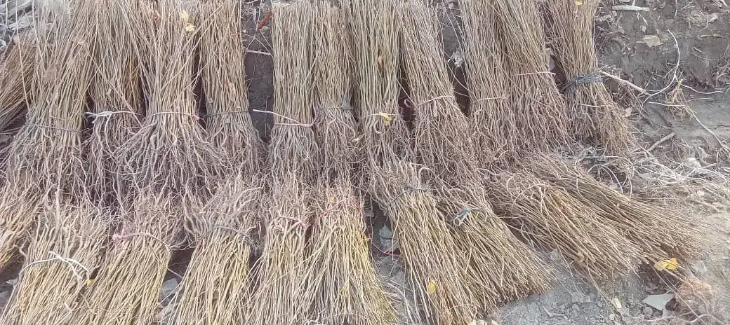 نهال آلوچه ، نلک پایه پیوند، درخت ،نهالستان درمشهد|خدمات باغبانی و درختکاری|مشهد, خواجه ربیع|دیوار