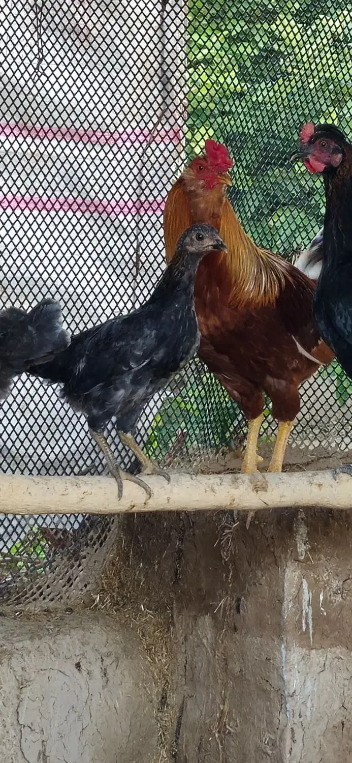 خروس محلی|حیوانات مزرعه|سرپل ذهاب, |دیوار