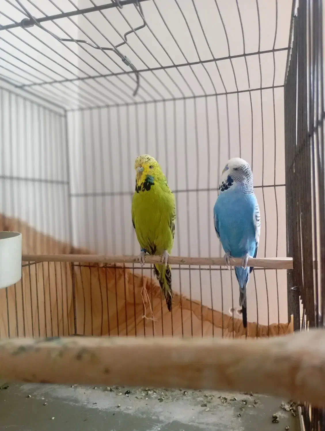 مرغ عشق انگلیسی|پرنده|چهاردانگه (تهران), |دیوار