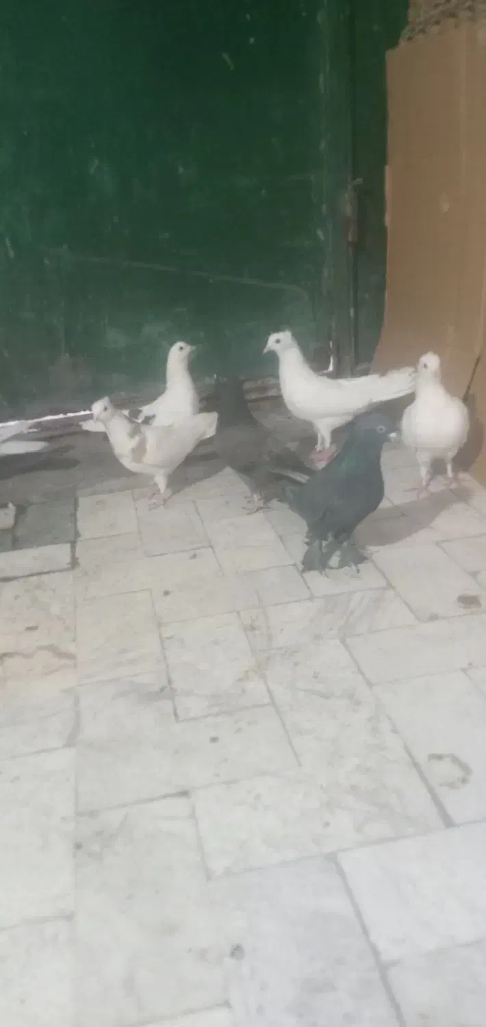 کبوتر پرشی|پرنده|قم, ولیعصر|دیوار