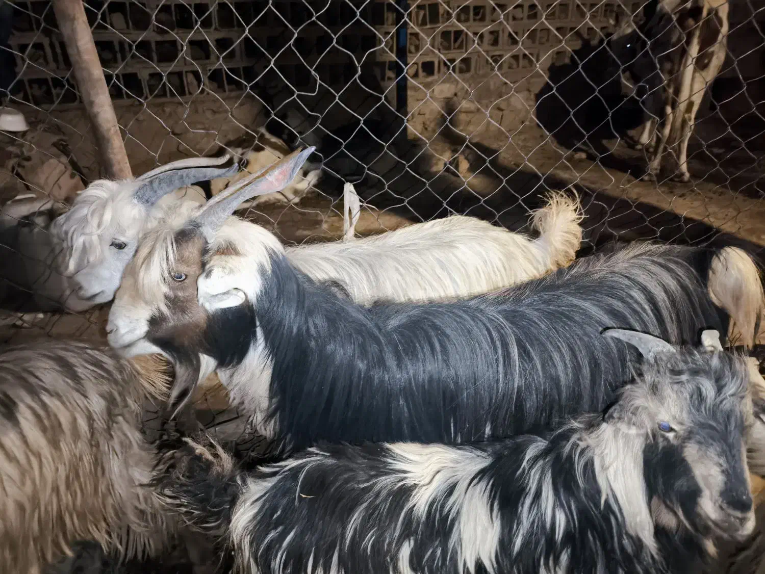 19 راس تیربز ورگون  و یک عدد بعده|حیوانات مزرعه|اندیکا, |دیوار