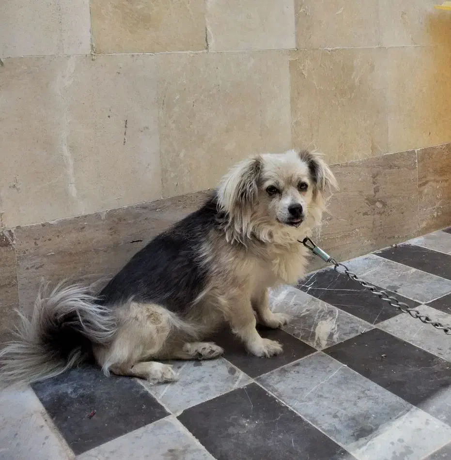 سگ .. شیتزو روباهی|سگ|شهرکرد, |دیوار