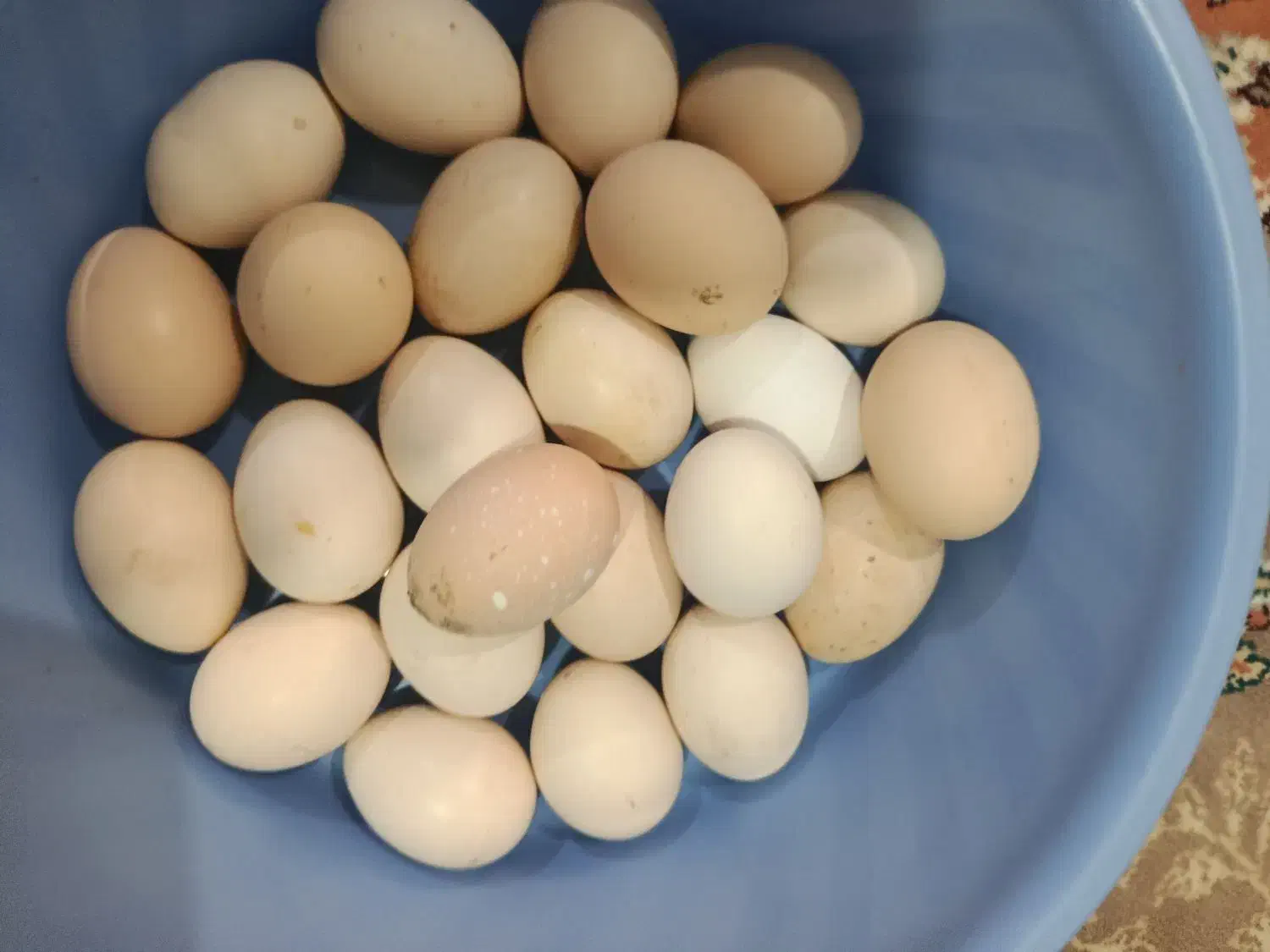 تخم مرغ محلی نطفه دار|حیوانات مزرعه|زاهدان, |دیوار