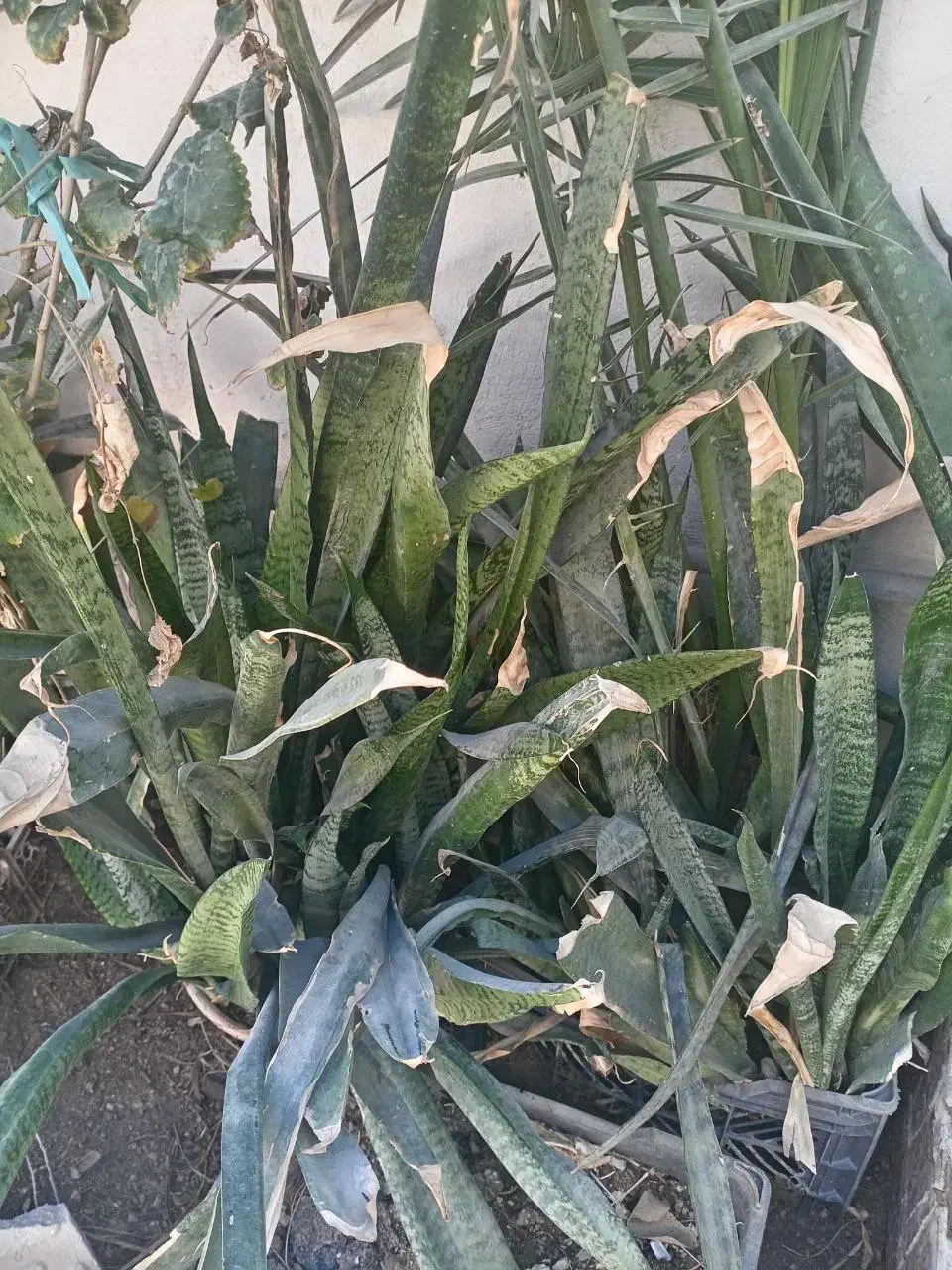 کاکتوس شاخ گوزنی و برگ|گل و گیاه طبیعی|بندرعباس, |دیوار