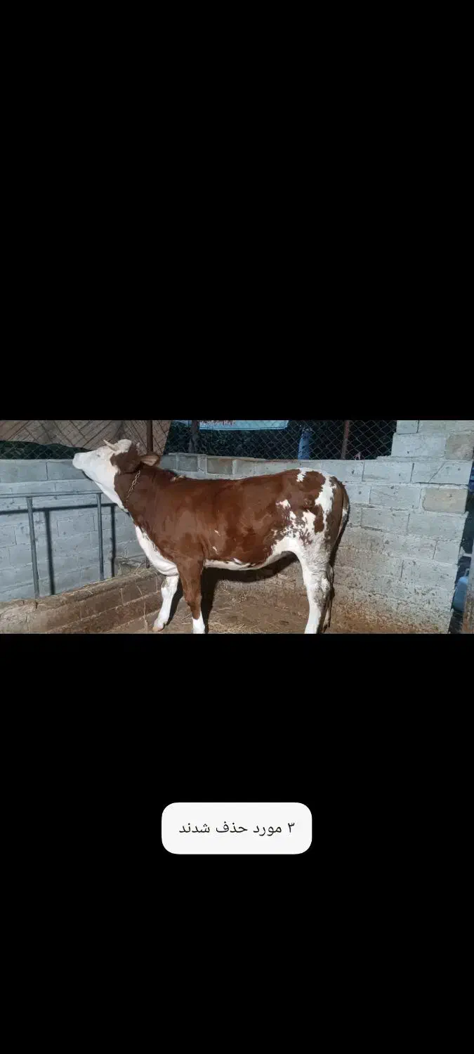 گاو با گوساله سمینتال نر و تلیسه 4ماه ابستن|حیوانات مزرعه|قائم‌شهر, |دیوار