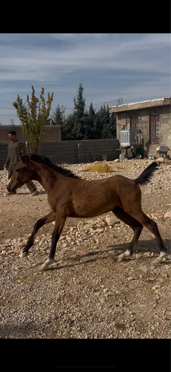 فروش/کره مادیون/۸ماهه|اسب و تجهیزات اسب‌سواری|یاسوج, |دیوار