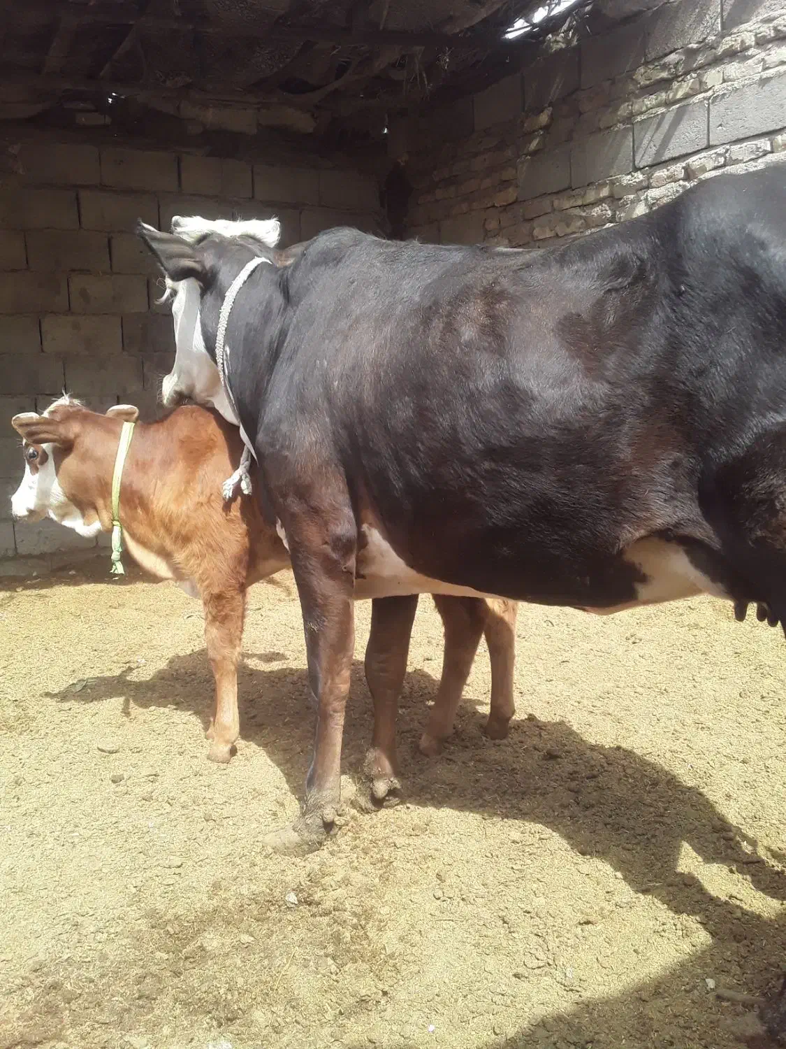 گاو  گوساله ماده|حیوانات مزرعه|زابل, |دیوار