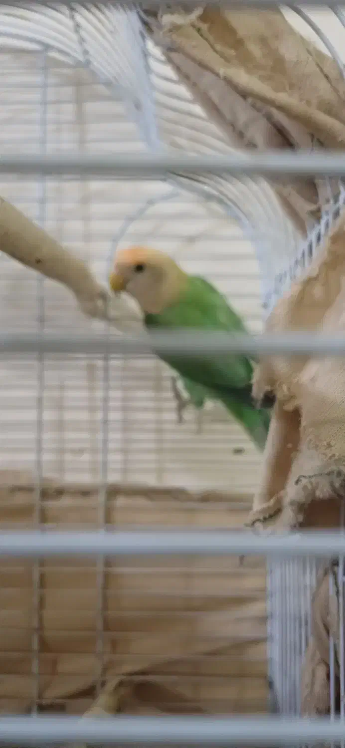 یک عدد طوطی برزیلی نر سالم یکسالو دوماه|پرنده|شوش, |دیوار