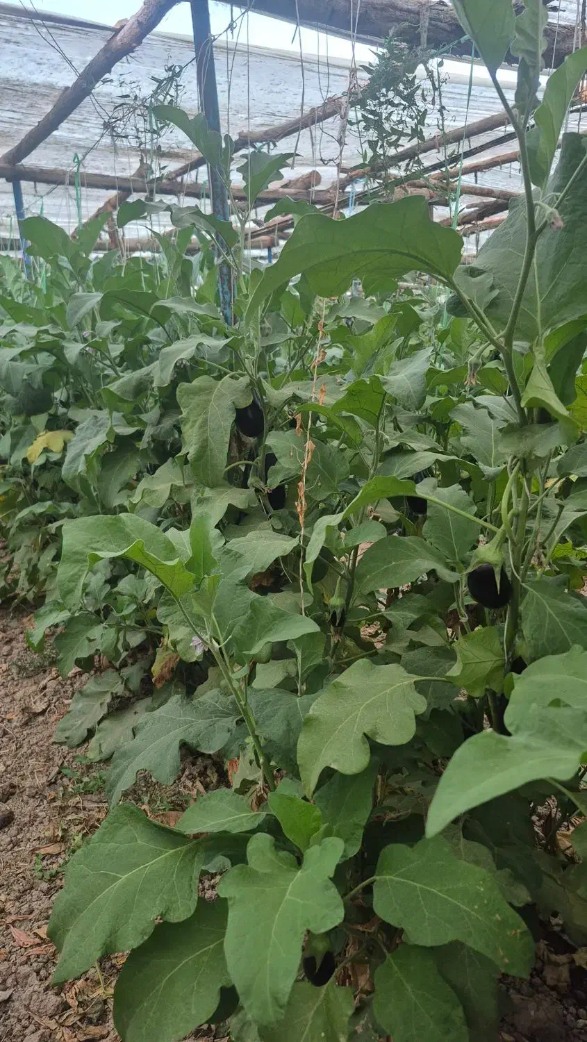 گلخانه سنتی|فروش دفتر صنعتی، کشاورزی، تجاری|فولادشهر, A2|دیوار