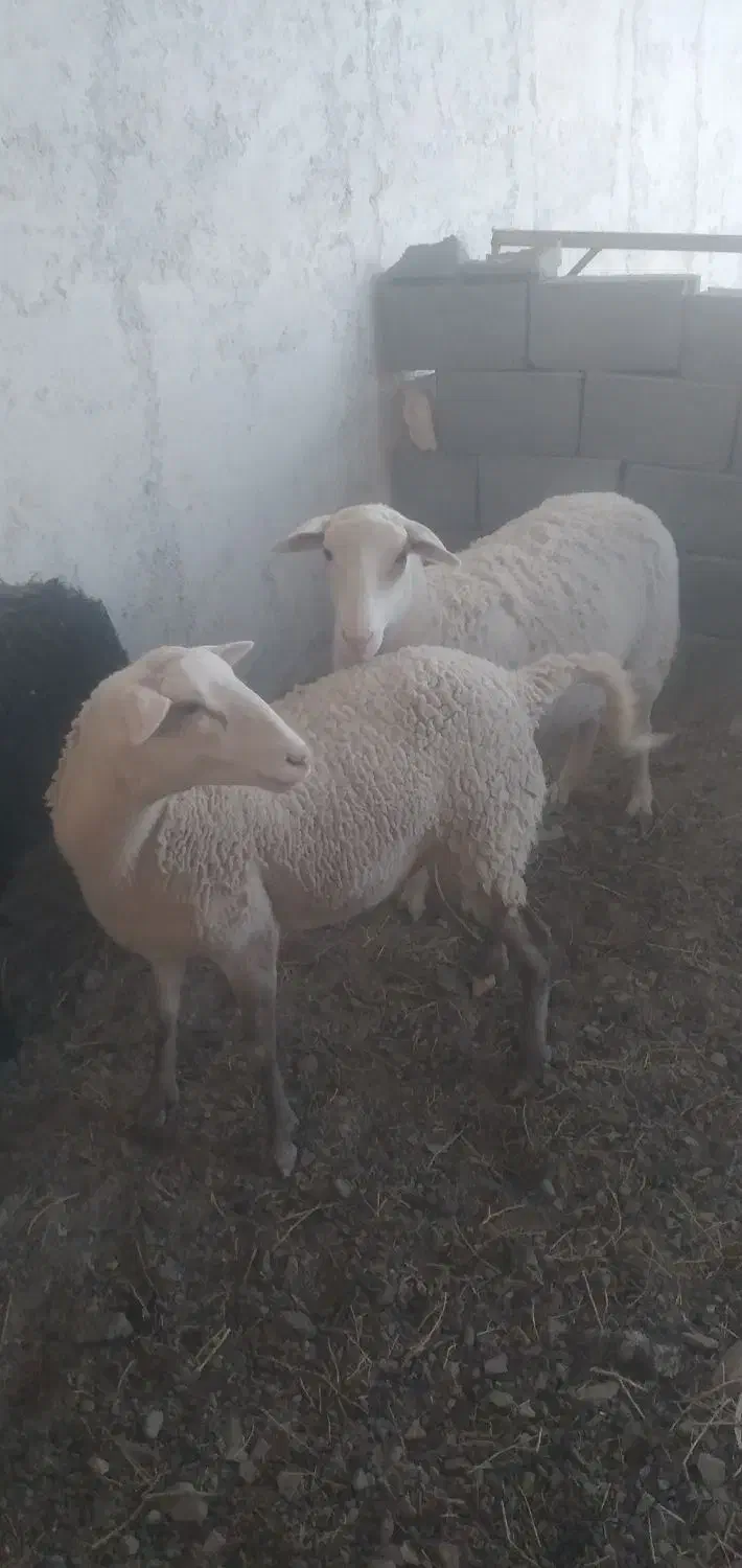 میش لاکن|حیوانات مزرعه|فردوس (خراسان), |دیوار