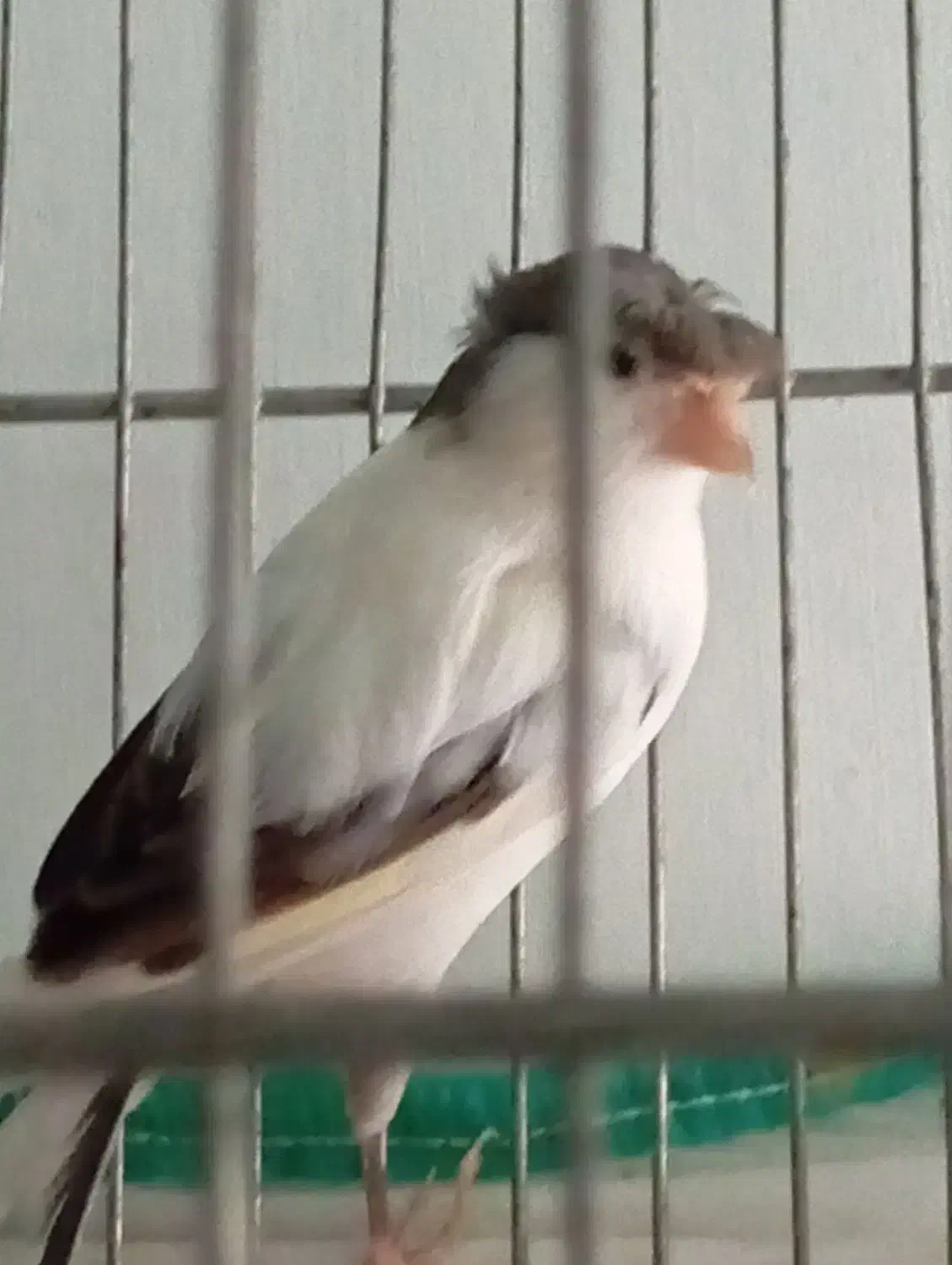 قناری نر بخون،ماده،جوجه رسمی صحیح سالم سلامت|پرنده|قم, حاج زینل|دیوار