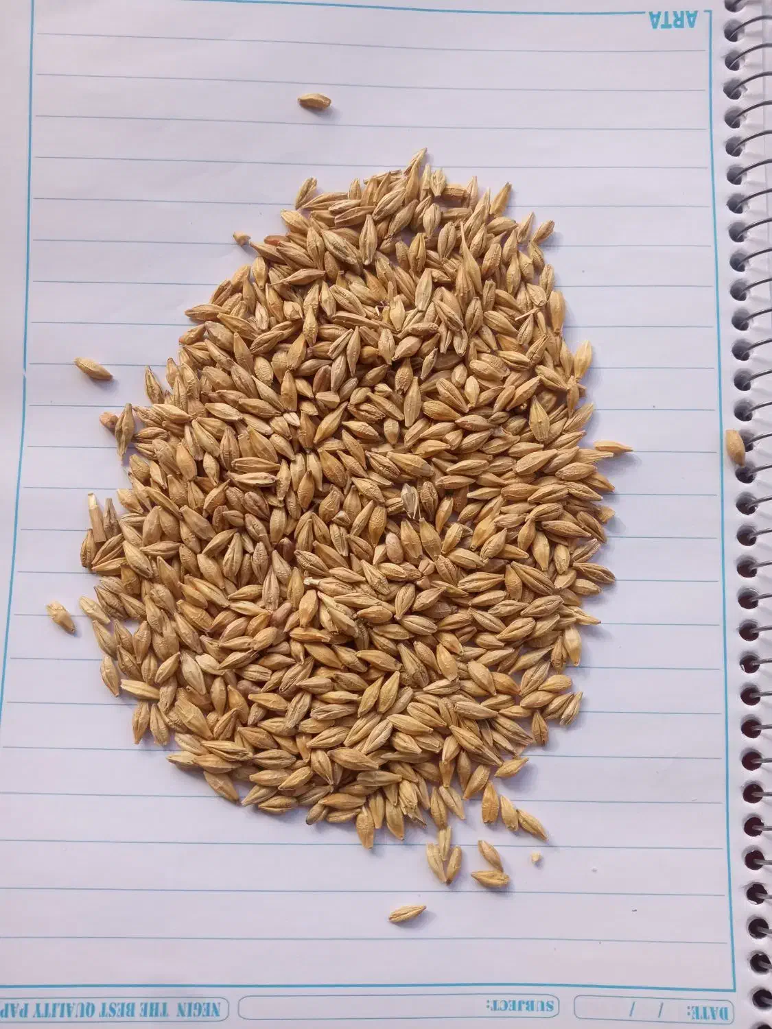 جو خارجی|حیوانات مزرعه|فیروزآباد (فارس), |دیوار