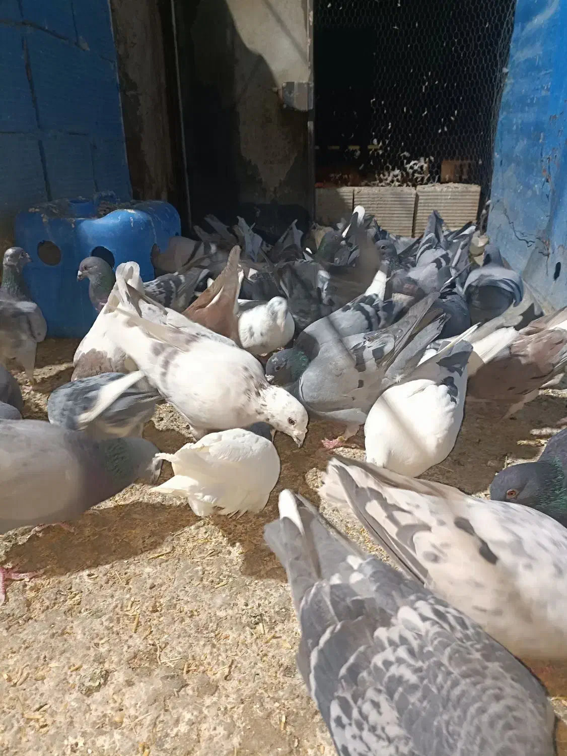 کبوتر نر|پرنده|سرخه, |دیوار