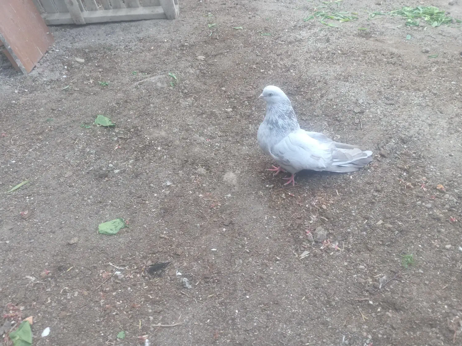 فروش انواع‌ کفتر باشلی و کوینلی|پرنده|آذرشهر, |دیوار