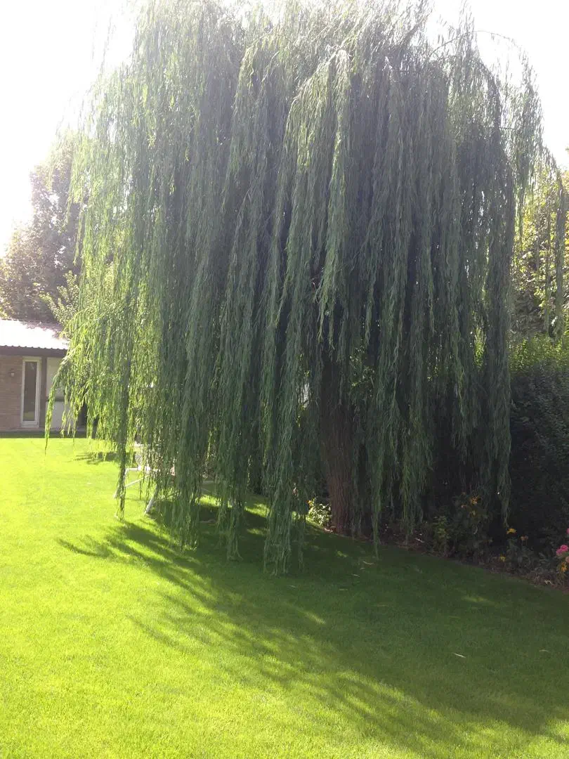 خدمات باغبانی|خدمات باغبانی و درختکاری|فردیس, قریشی|دیوار