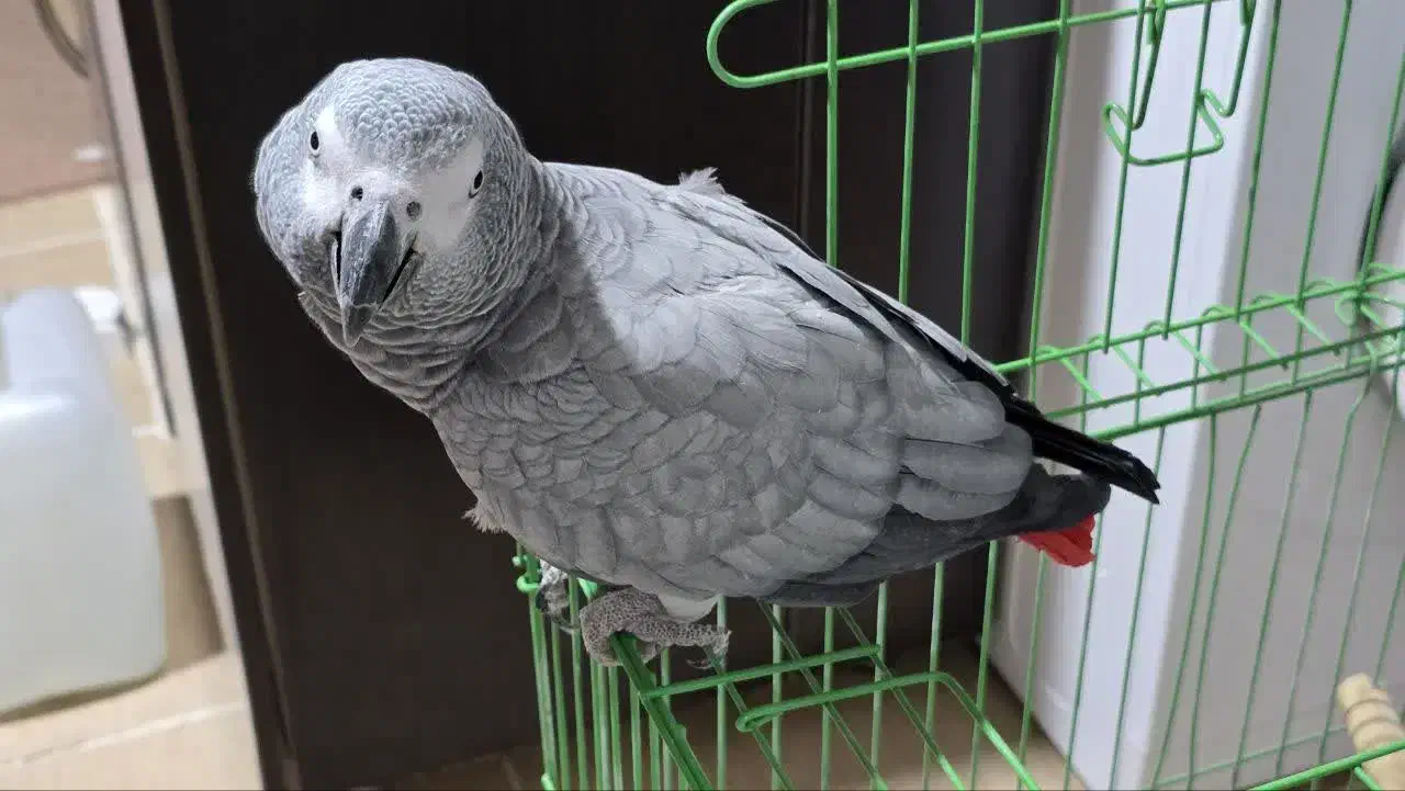 کاسکو|پرنده|کرمان, |دیوار