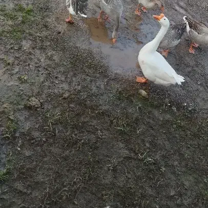 قوغاز نر|حیوانات مزرعه|رشت, انصاری|دیوار