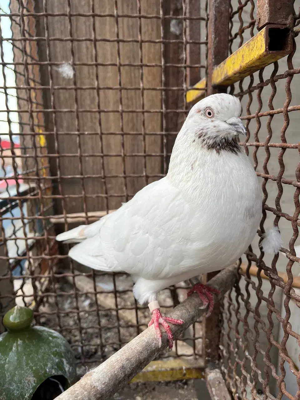 تعدادی کبوتر گلچین به شرط به دلیل تعغیر مکان|پرنده|رشت, توشیبا|دیوار