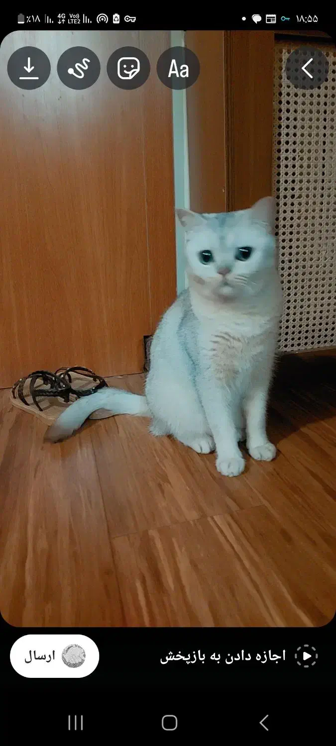 گربه اسکاتیش ۵ ساله و بریتیش ۳ ساله|گربه|تهران, تجریش|دیوار