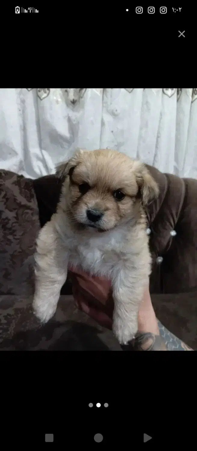 واگذاری سگ|سگ|شیراز, سینما سعدی|دیوار