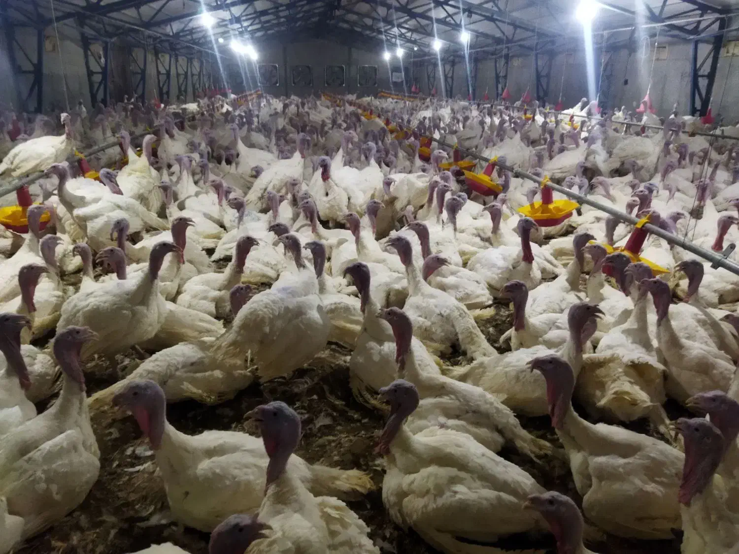 بوقلمون پرورشی ارگانیک کیلوی ۱۸۰هزار تومان زنده|حیوانات مزرعه|اندیمشک, |دیوار