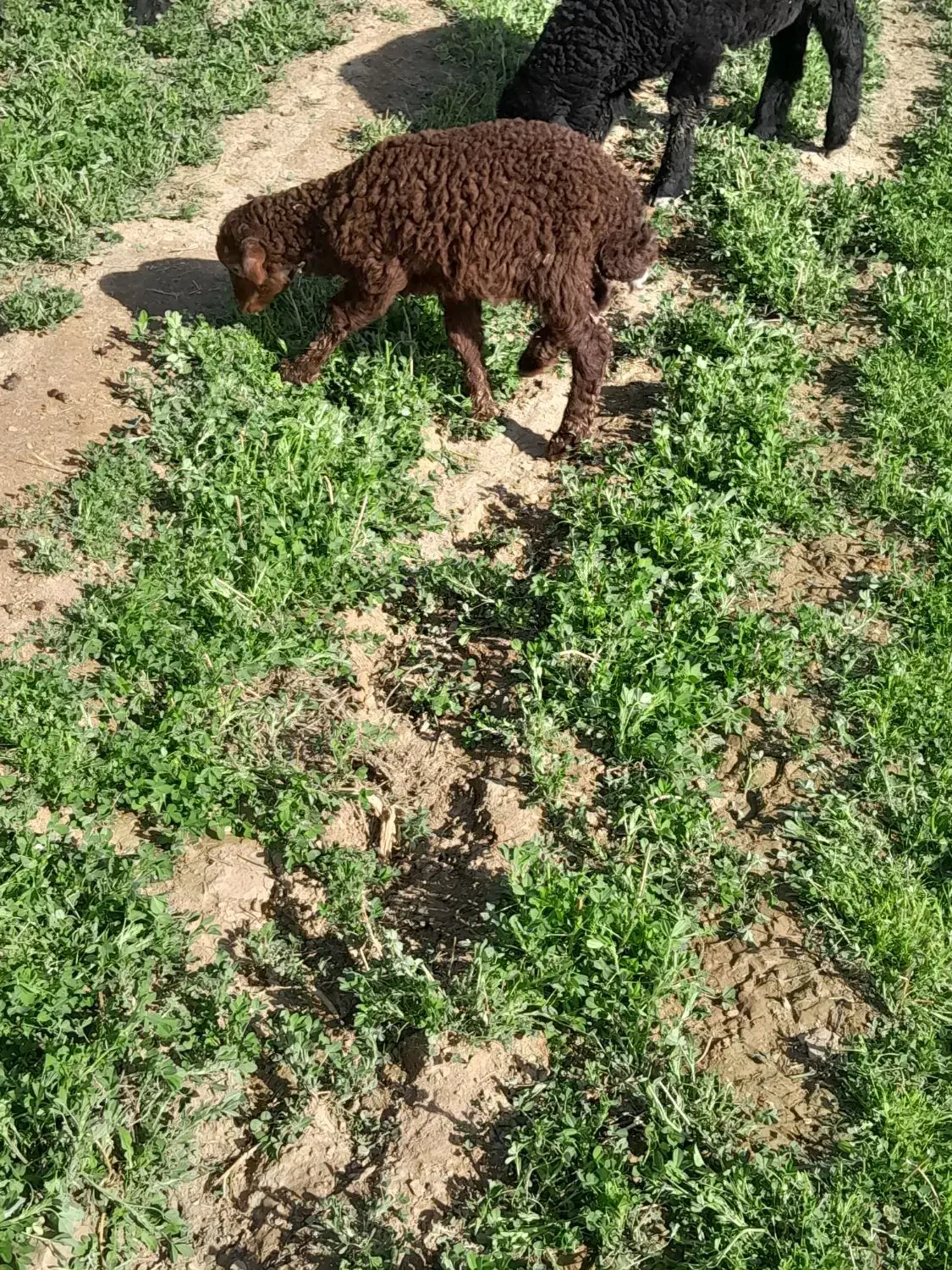 بره خرج خور|حیوانات مزرعه|جوادآباد, |دیوار