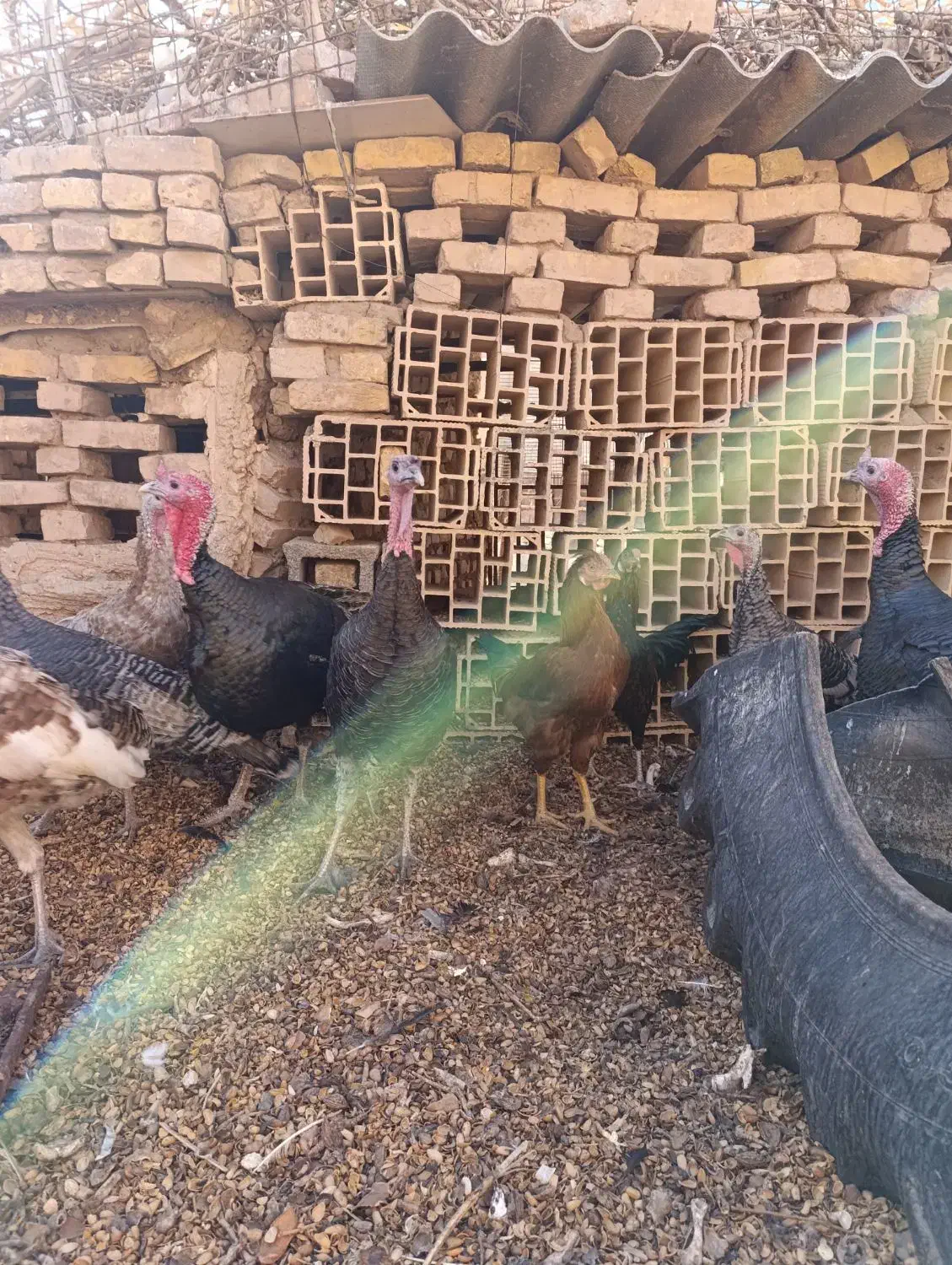 بوقلمون فروشی|حیوانات مزرعه|اردکان, |دیوار